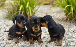 Miniature Dachshund dogs for sale: PRA clear super looking puppies - Image 9