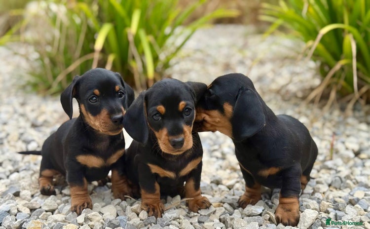 Miniature Dachshund dogs - Advert 3