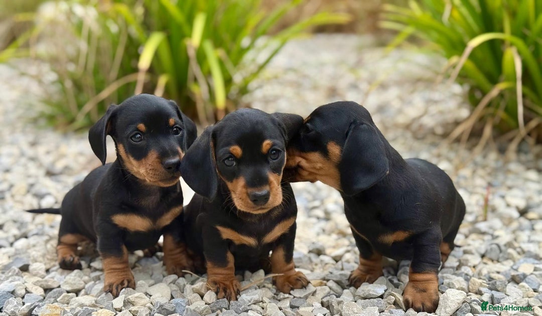 Miniature Dachshund dogs for sale: PRA clear super looking puppies - Image 9