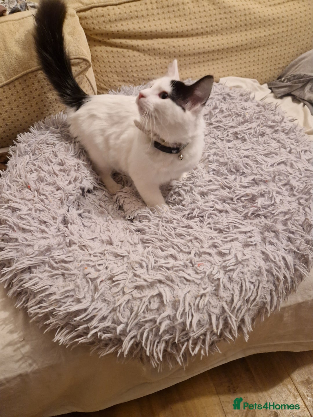 Mixed Breed cats for sale: Mix Ragdoll boy  - Advert 8