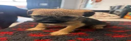 Border Terrier dogs for sale: K.C. Registered border terrier - Advert 2