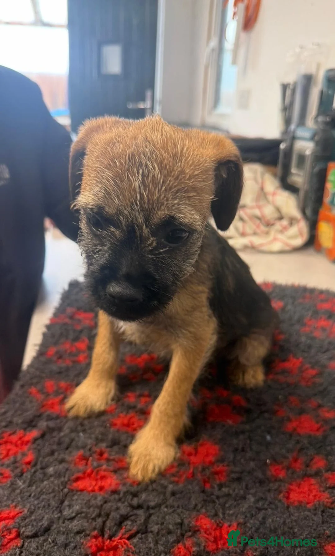 Border Terrier dogs for sale: K.C. Registered border terrier - Advert 2