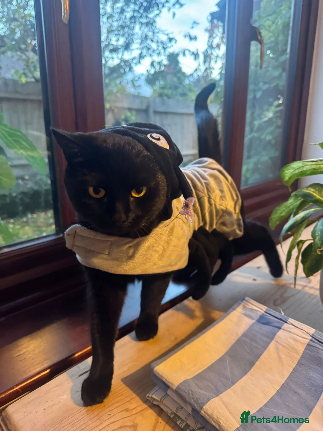 Mixed Breed cats for sale: Indoor cat looking for loving home - Advert 3