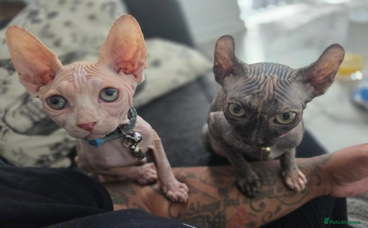 Sphynx cats - Advert 5