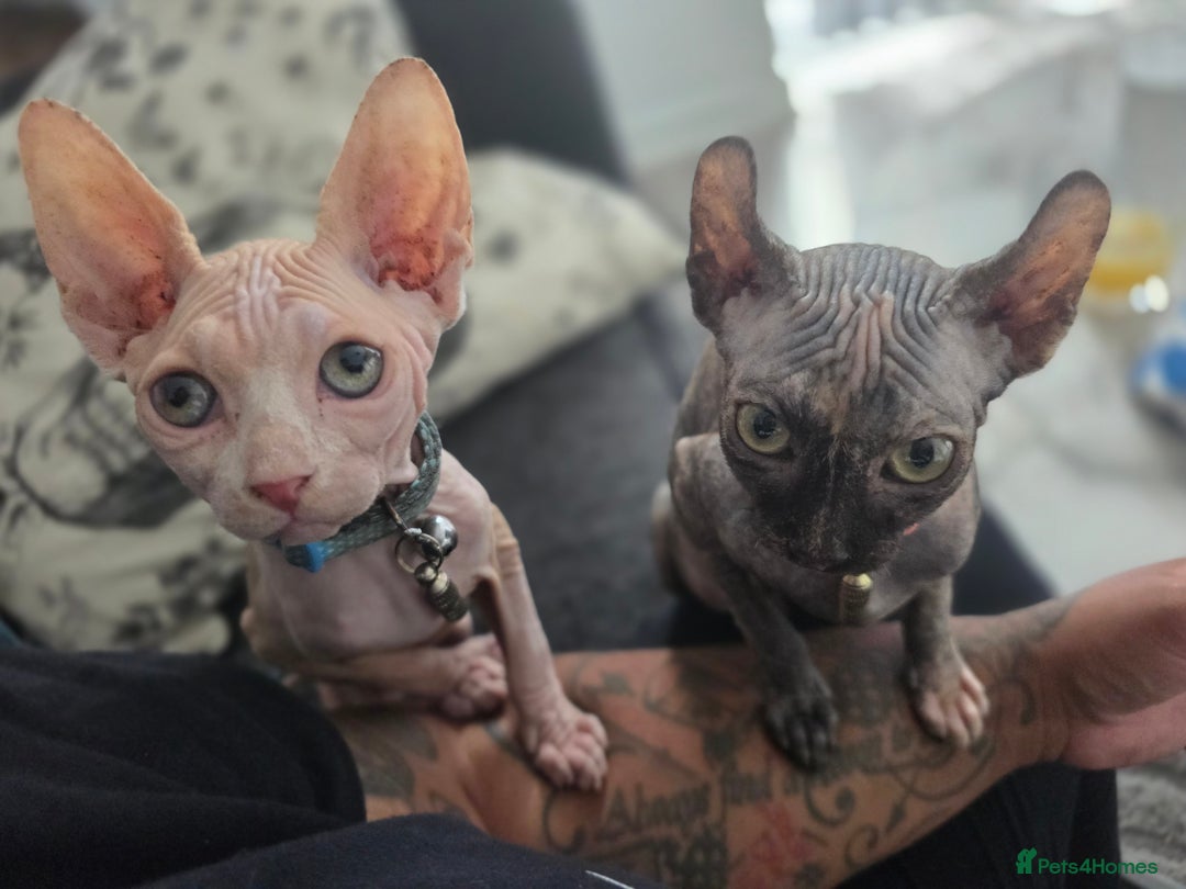 Sphynx cats for sale: Looking for a lap - Image 1