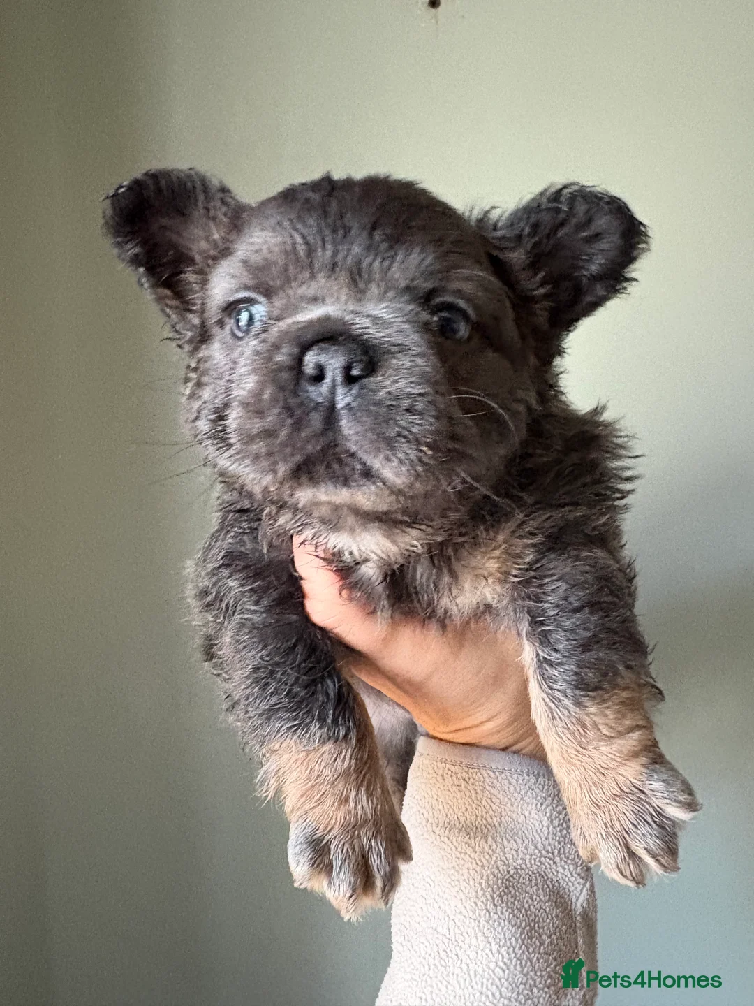 French Bulldog dogs for sale: Blue & Tan Fluffy French Bulldogs  - Advert 3