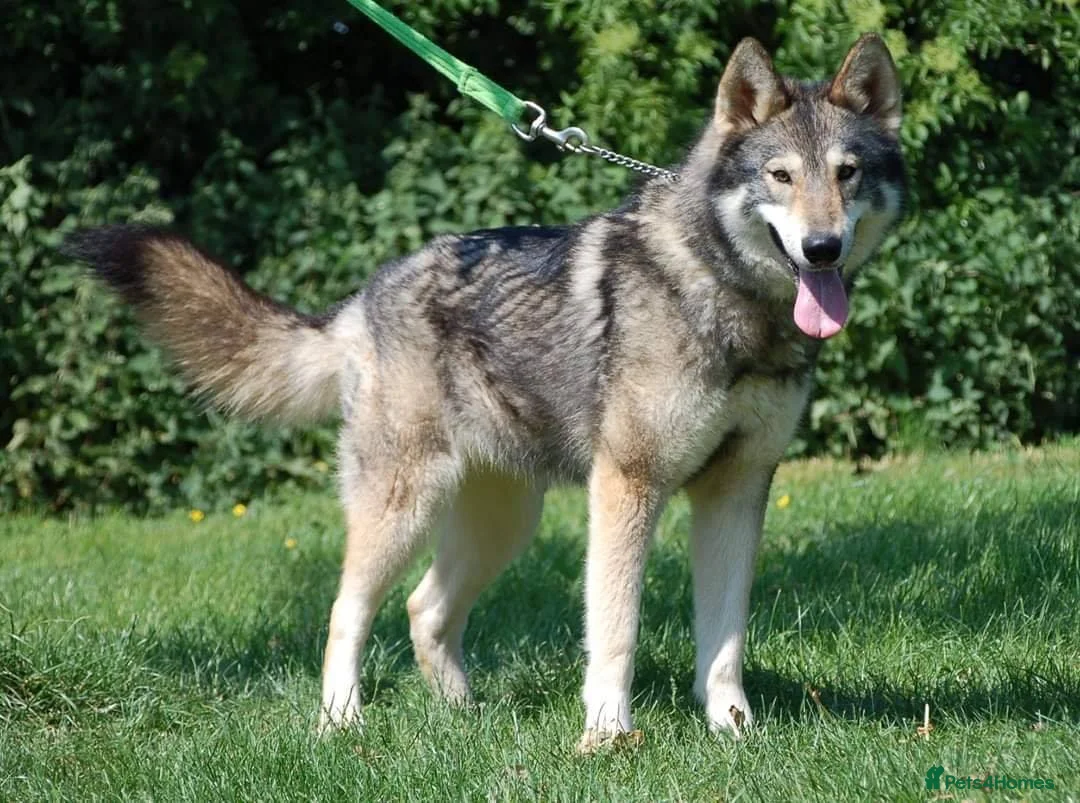 Northern Inuit dogs for sale: RARE BREED TAMASKAN Registered and Embarked - Advert 9