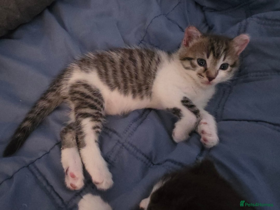 Mixed Breed cats for sale: 3 adorable kittens. Mum is half ragdoll - Advert 10