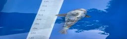 Koi Carp fish for sale: High quality Japanese koi gosport in Gosport - Advert 10