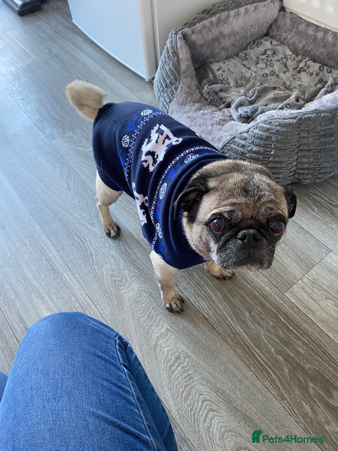 Pug dogs for sale: The sweetest 8 year old Female Pug  - Advert 12