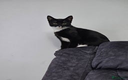 Balinese cats for sale: KITTEN BOY 4 Months old  - Image 2
