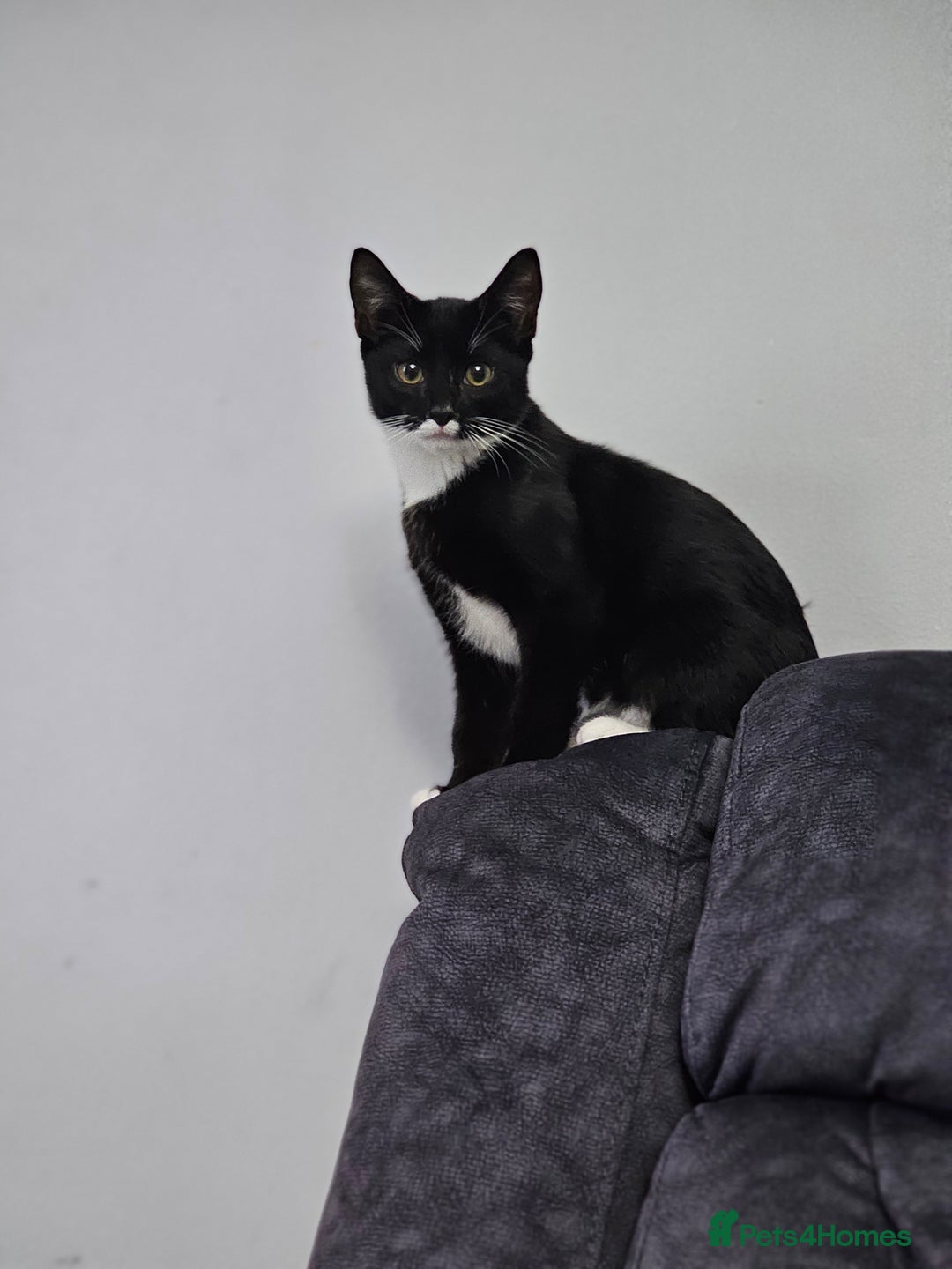 Balinese cats for sale: KITTEN BOY 4 Months old  - Image 2