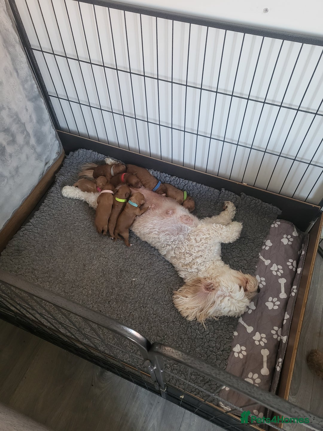 Cavachon dogs for sale: Cavapoochon - Image 16