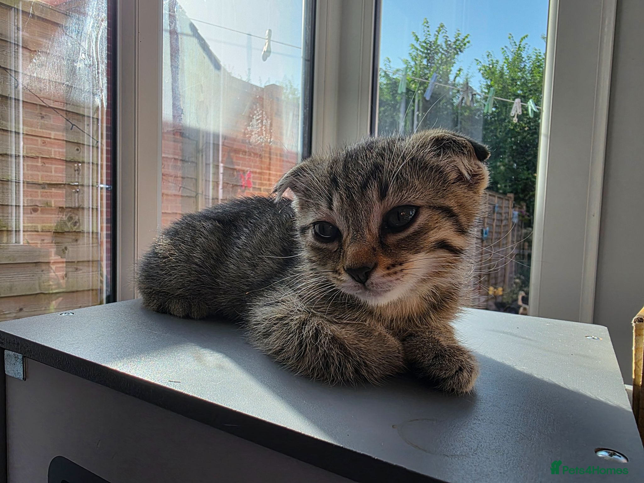 Scottish Fold cats *ONE LEFT,  READY NOW*  Cute Scottish Fold Kittens - Advert 8