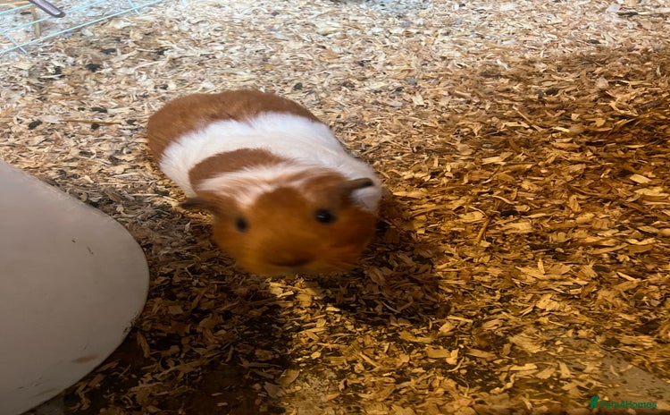 Guinea Pig rodents - Advert 5