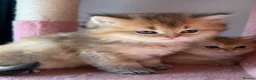 British Longhair cats for sale:  Golden shaded teddybear look british longhair  - Advert 10