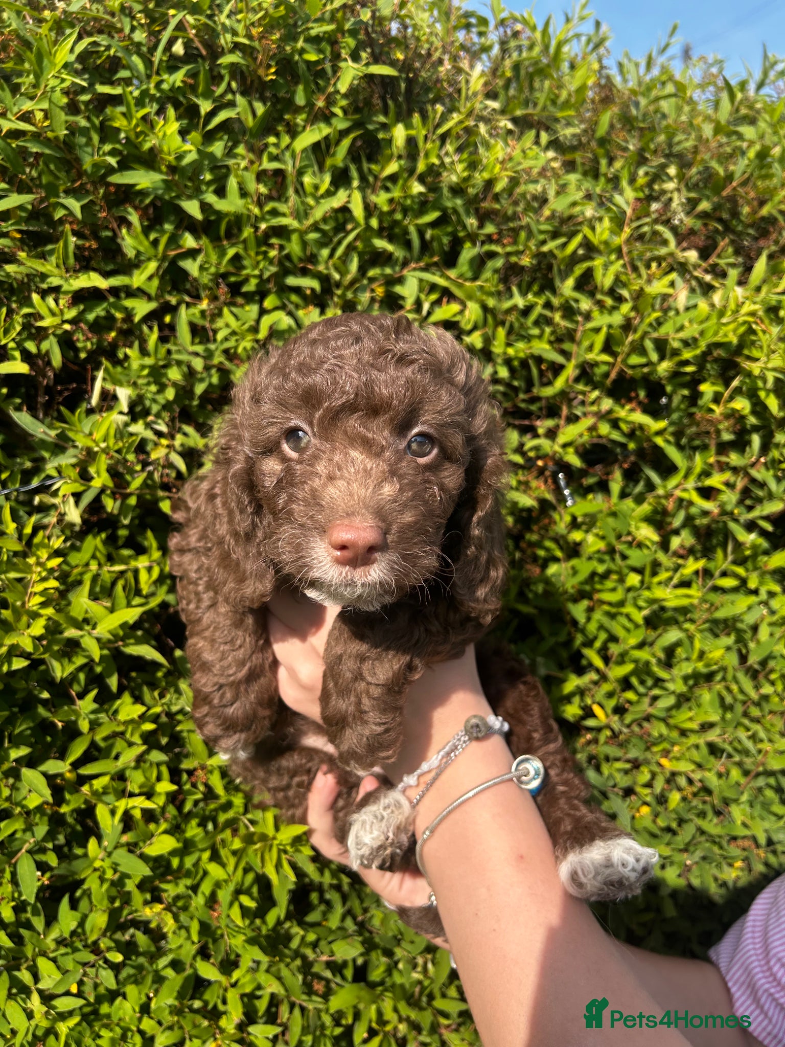 Sproodle Puppy 4