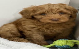 Australian Labradoodle dogs for sale: Superior Authentic Australian Labradoodle Puppies - Image 7