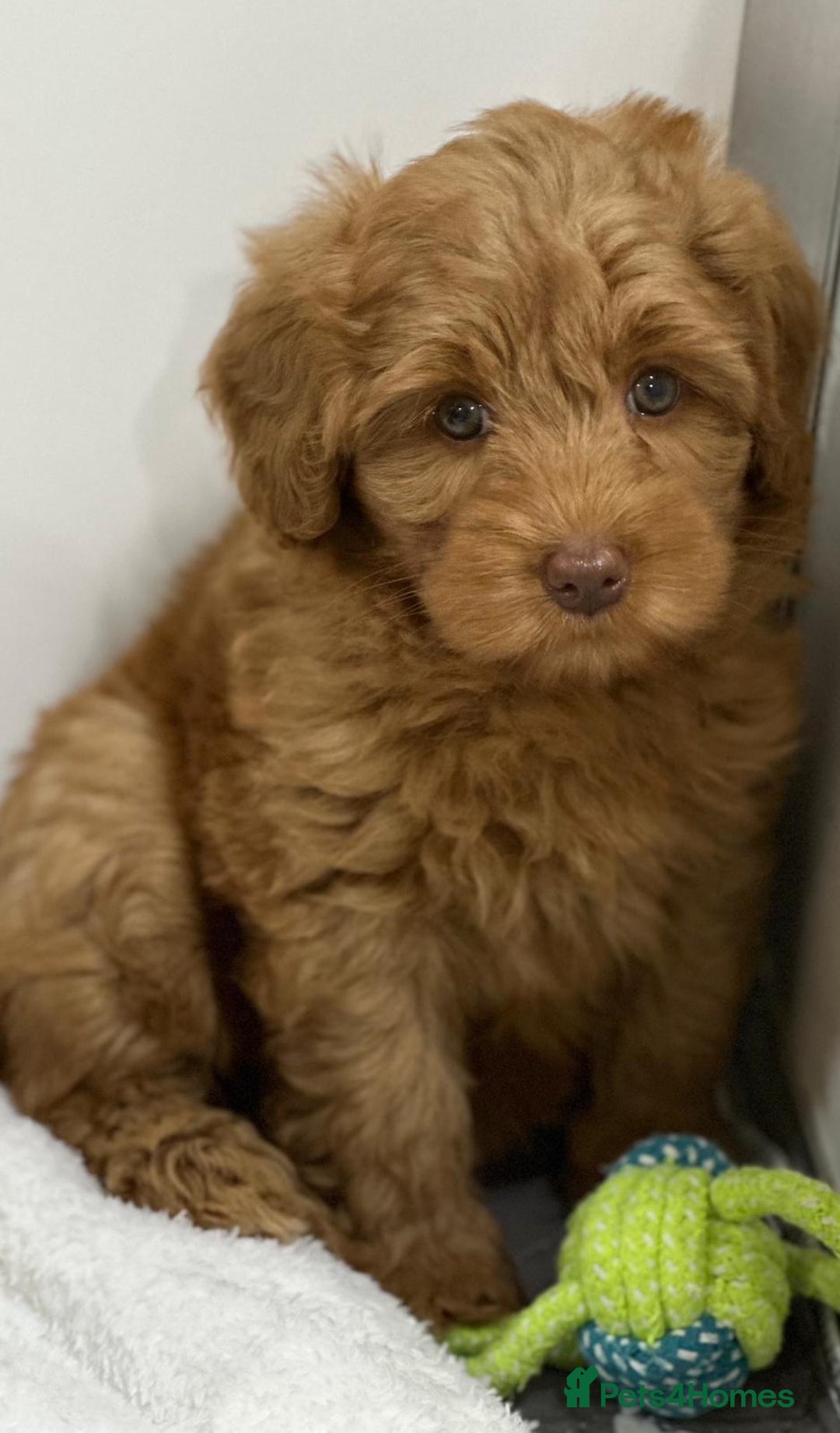 Australian Labradoodle dogs for sale: Superior Authentic Australian Labradoodle Puppies - Image 7