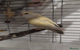 Lovebirds birds for sale: Lovebird (plus cage) - Image 4