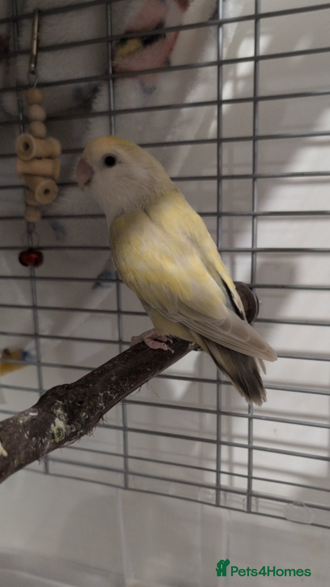 Lovebirds birds for sale: Lovebird (plus cage) - Image 4