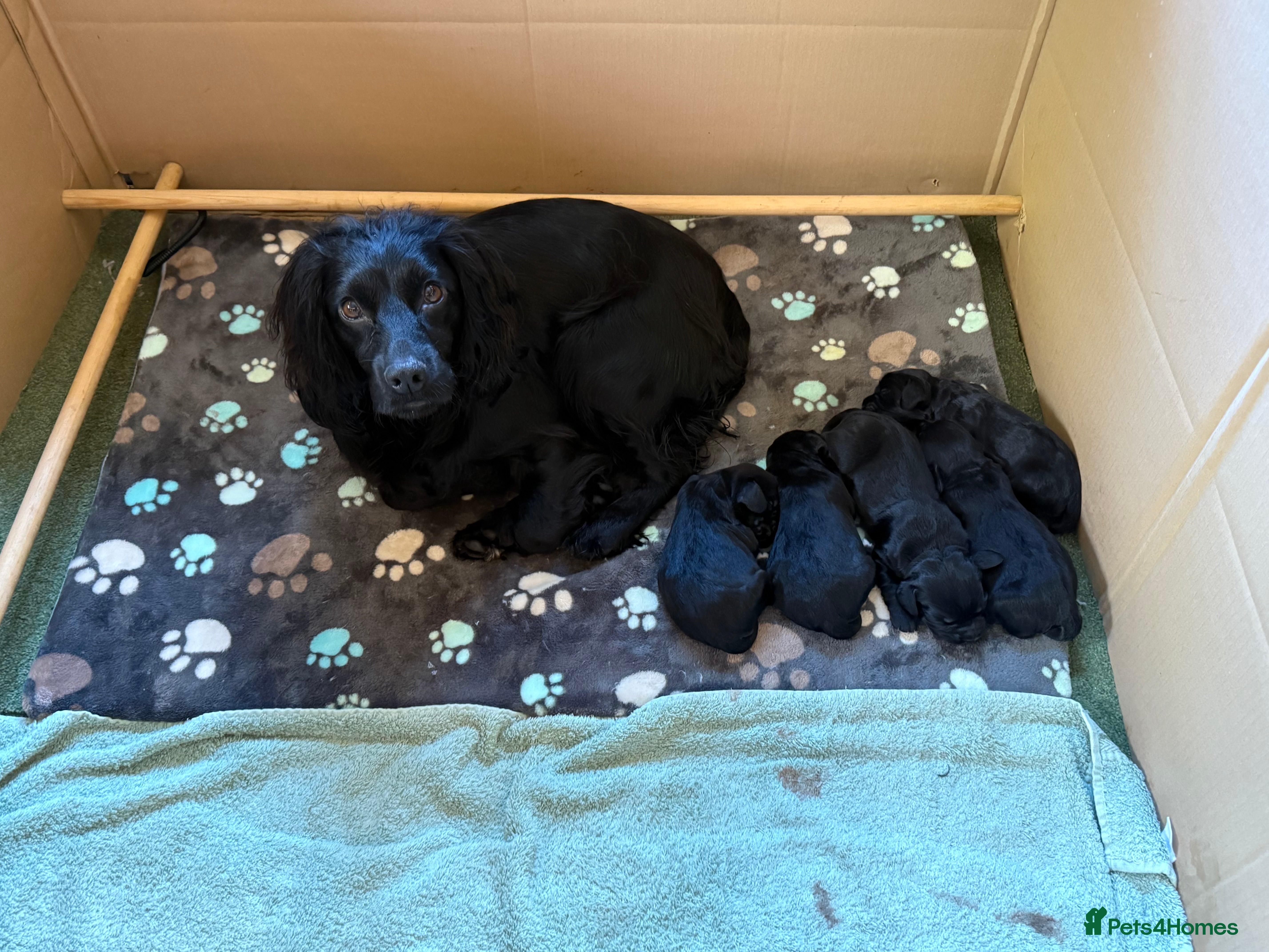 Cocker Spaniel dogs Working cocker spaniels - Advert 2