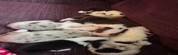 Border Collie dogs for sale: 6 amazing Border Collie puppies for sale in Darlington - Advert 6