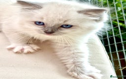 Ragdoll cats for sale: Ragdoll Kittens ready now* - Image 11