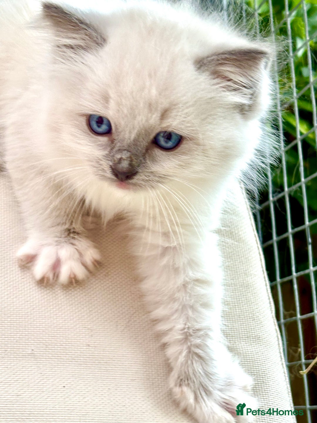 Ragdoll cats for sale: Ragdoll Kittens ready now* - Image 11