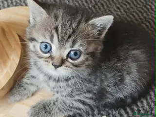 Mixed Breed cats Mixed breed kittens . - Advert 5