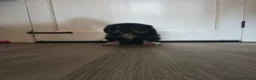 Mixed Breed dogs for sale: Shepradore Puppies - Advert 7