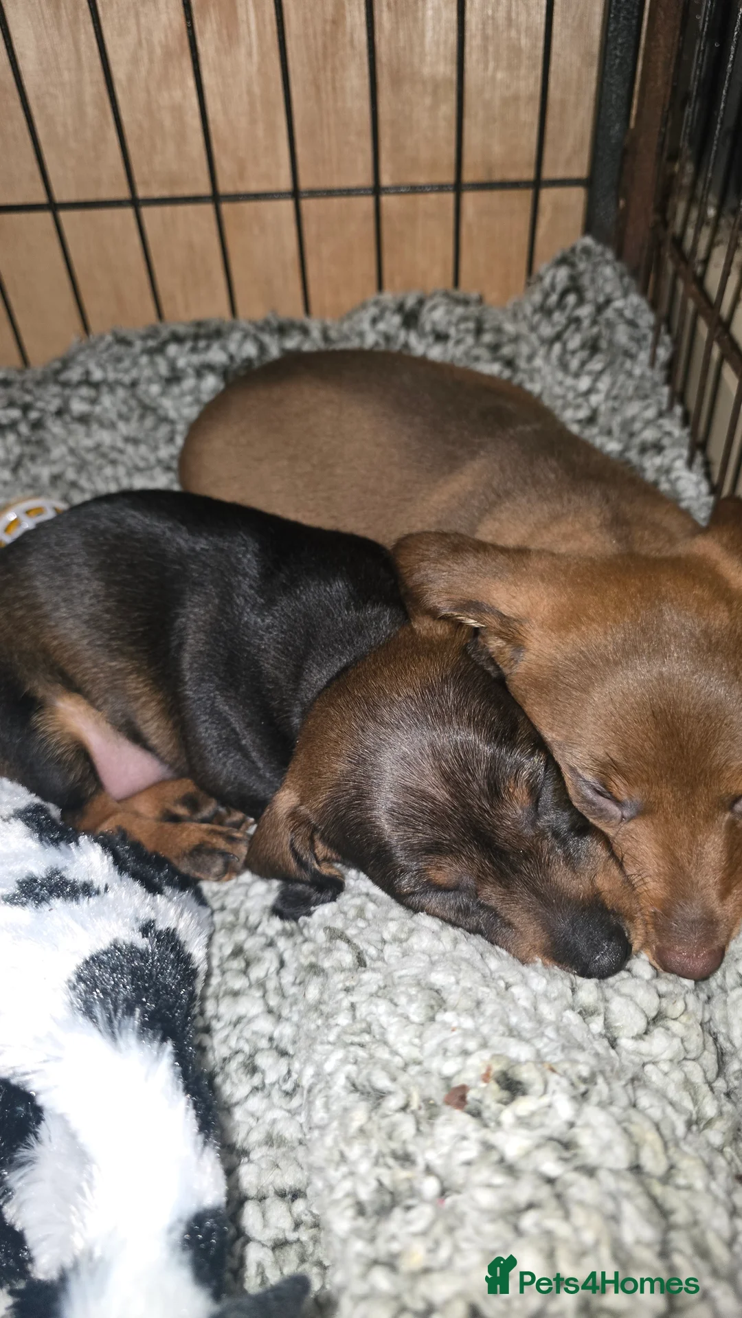 Dachshund dogs for sale: Standard wired hair puppies - Advert 4