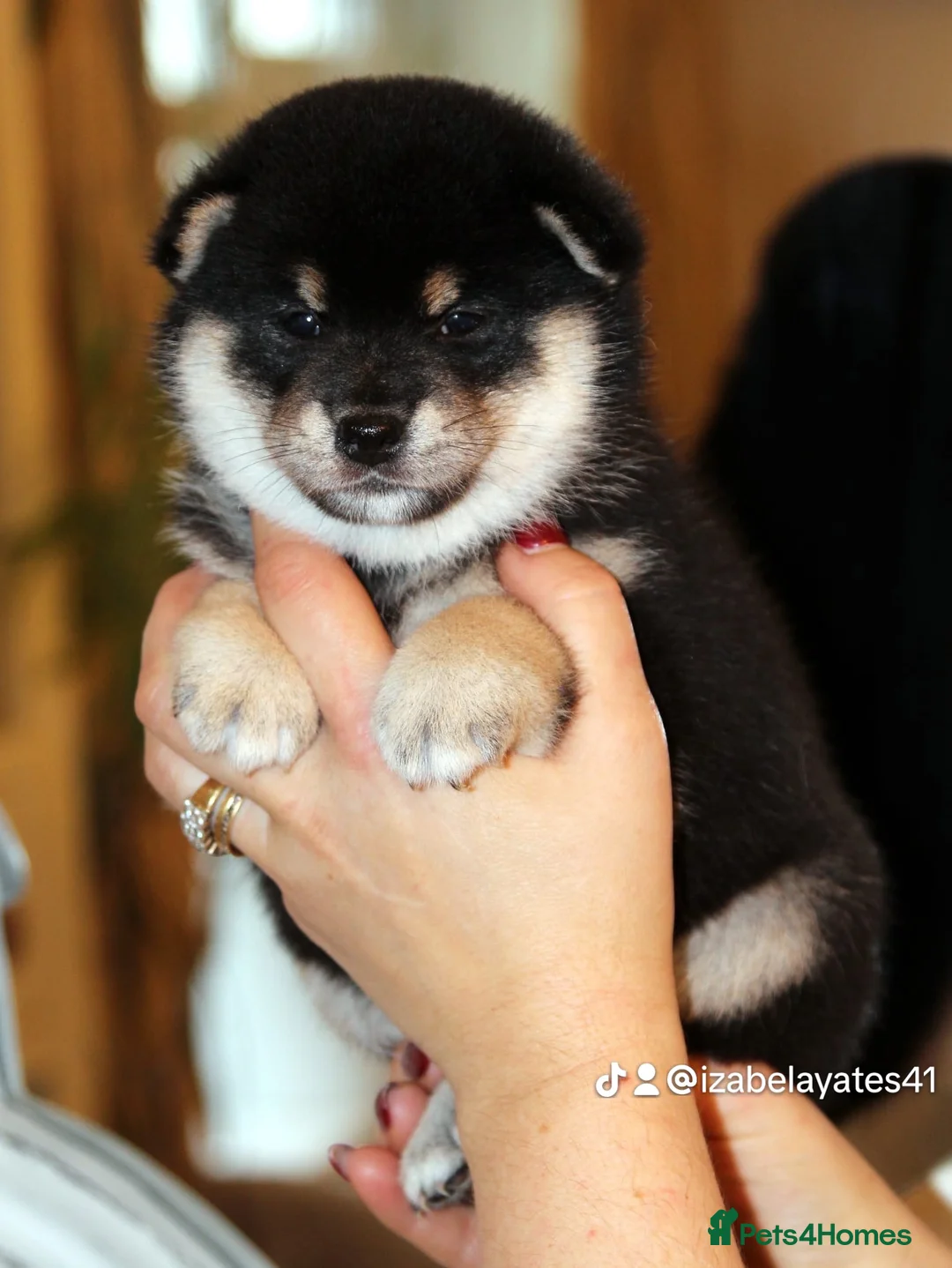 Japanese Shiba Inu dogs for sale: “KC Shiba Inu Puppies – Champion Bloodlines ❤️🏆” - Advert 4