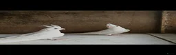 Mixed Breed birds for sale: Different types of birds *read description*  - Advert 7