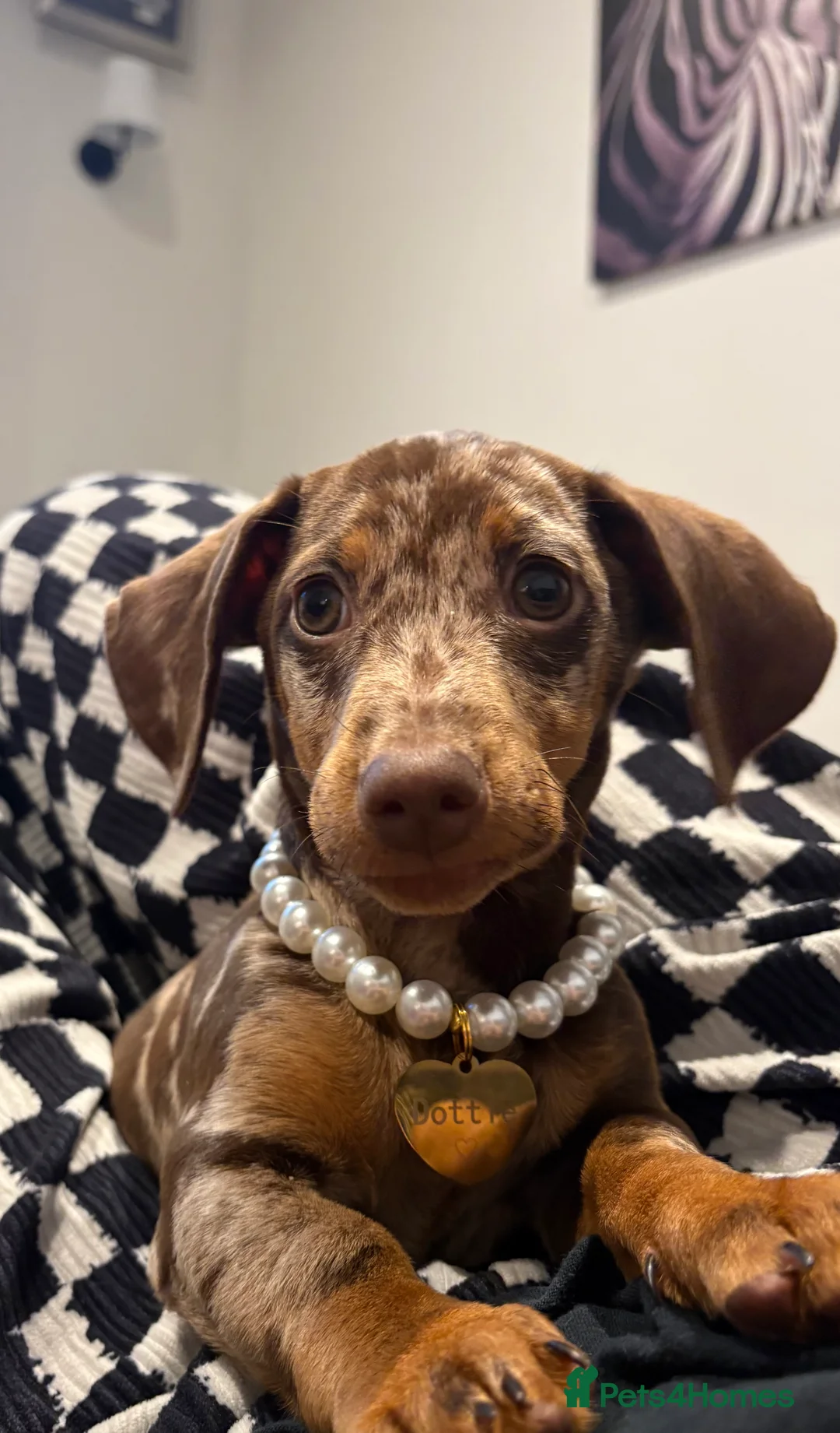 Miniature Dachshund dogs for sale: 20 week, female miniature dapple dachshund puppy  - Advert 2
