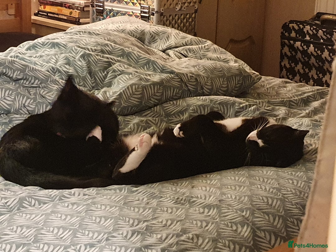 British Shorthair cats for sale: 2 Beautiful Boys for Sale - Image 9