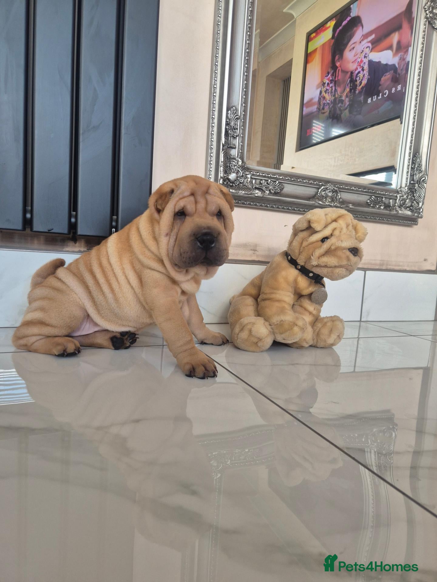 Shar Pei dogs Male shar pei for sale - Advert 6
