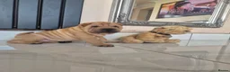 Shar Pei dogs for sale: Male shar pei for sale in Gateshead - Advert 1