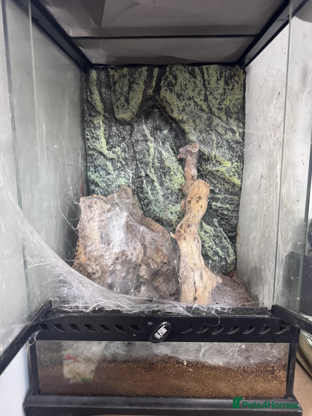 Tarantulas invertebrates for sale: 15 Tarantulas  adult/subadult - Advert 12