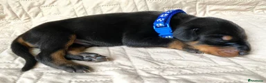 Dobermann 11