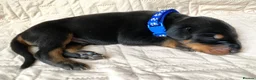 Dobermann dogs for sale: KC REGISTERED DOBERMAN PUPS - Advert 30
