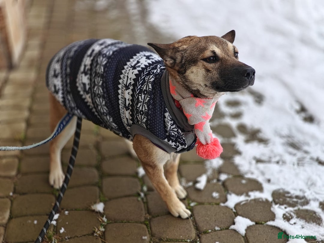 Mixed Breed dogs for adoption: ❤️TESSA – Soft and Gentle Puppy❤️ - Advert 13