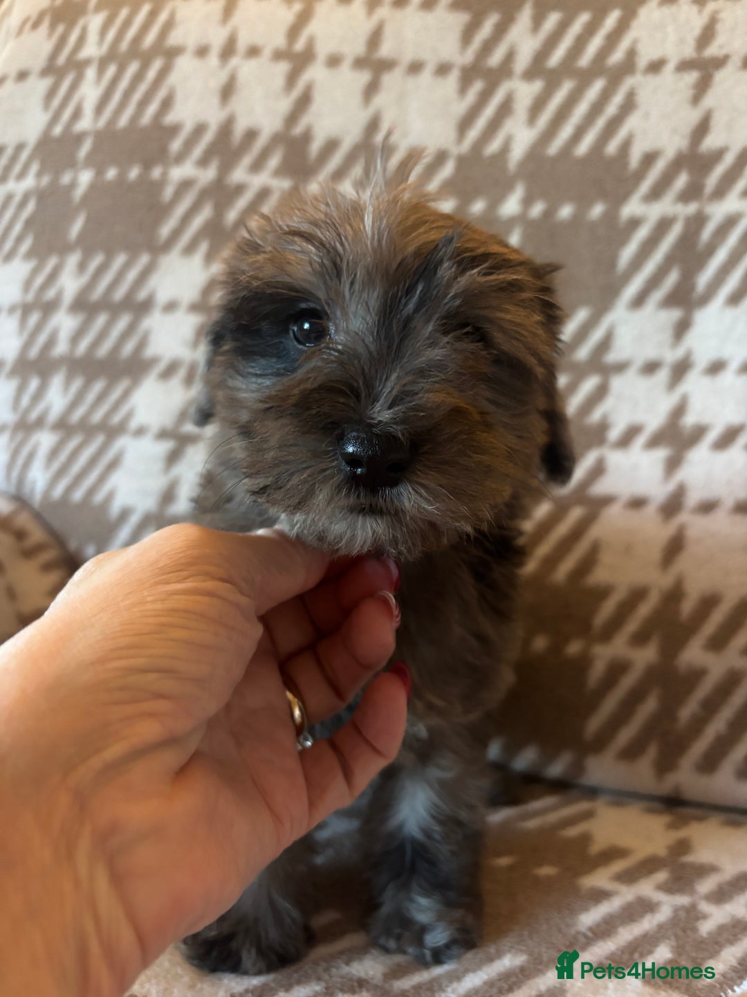 Schnoodle dogs for sale: Truly gorgeous F1 Schnoodle Puppies  - Advert 25