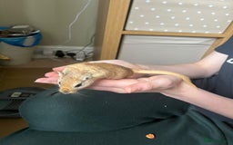 Gerbil rodents for sale: Whiskey and Bourbon male gerbils + set up/supplies - Image 5