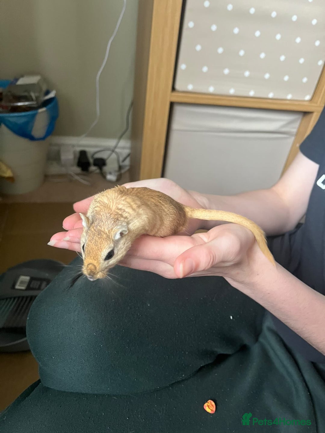 Gerbil rodents for sale: Whiskey and Bourbon male gerbils + set up/supplies - Image 5