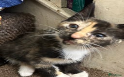 Mixed Breed cats for sale: Playful Kittens 🐾 (Please Read Description) - Image 11