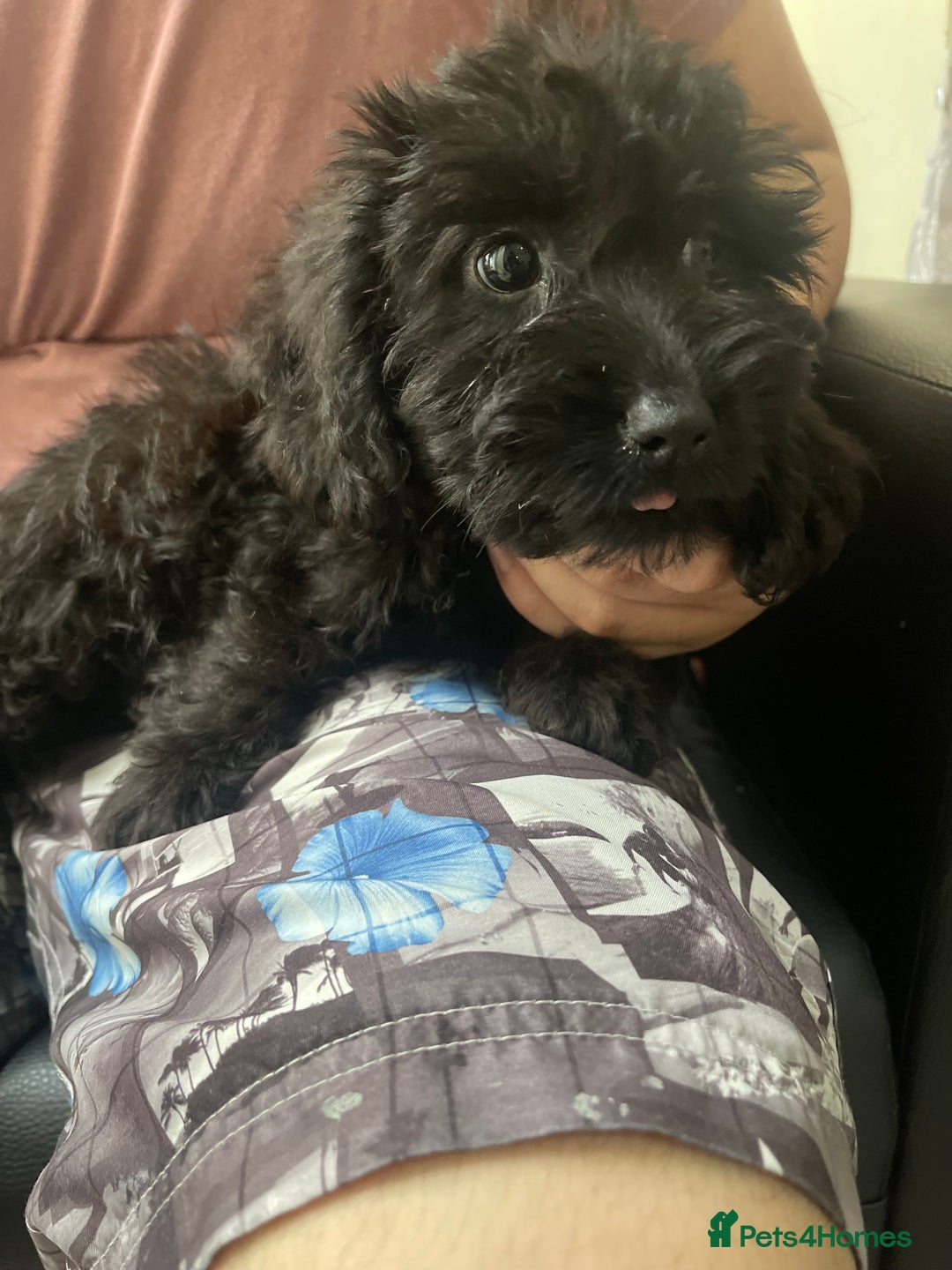 Maltipoo dogs for sale: Beautiful Maltipoo Girl  - Image 5