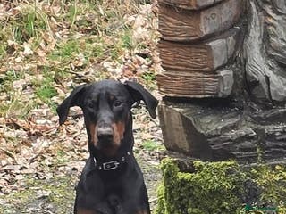 Dobermann dogs 1 yr old doberman male x - Advert 10