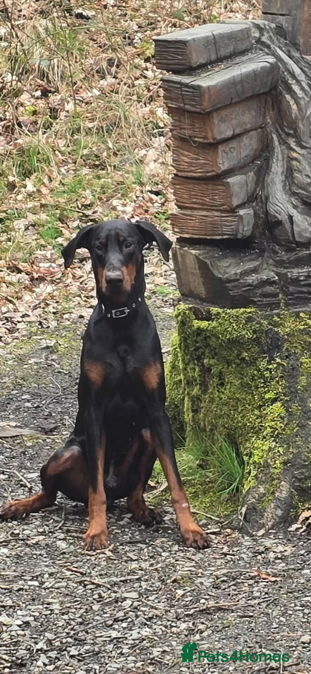 Dobermann dogs for sale: 1 yr old doberman male x - Advert 1