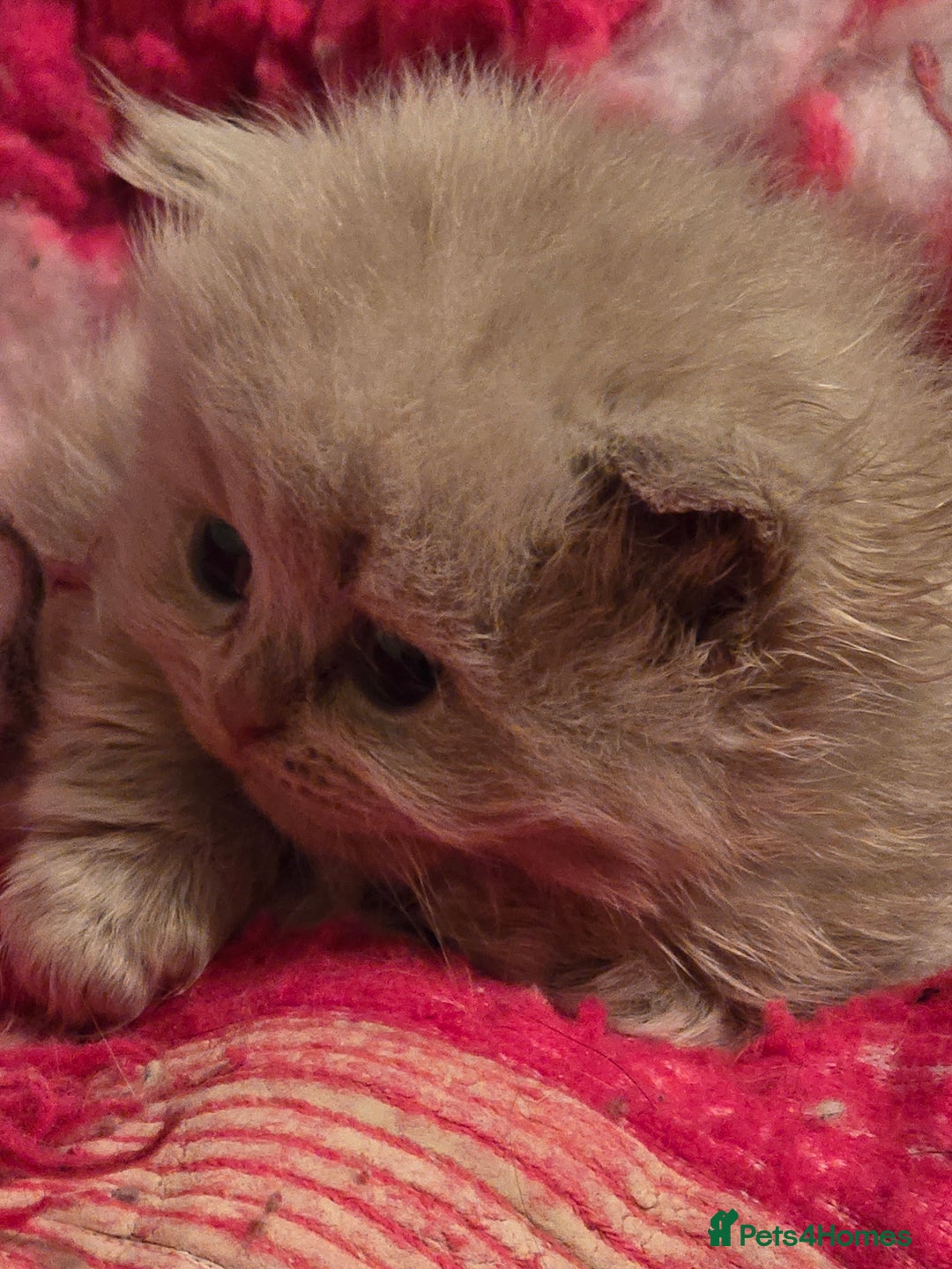 British Shorthair cats for sale: 1 BOY LEFT TICA reg BSH and BLH kittens - Advert 14